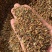 东北辽宁地产威灵仙.保证质量.保证品质.量大价优