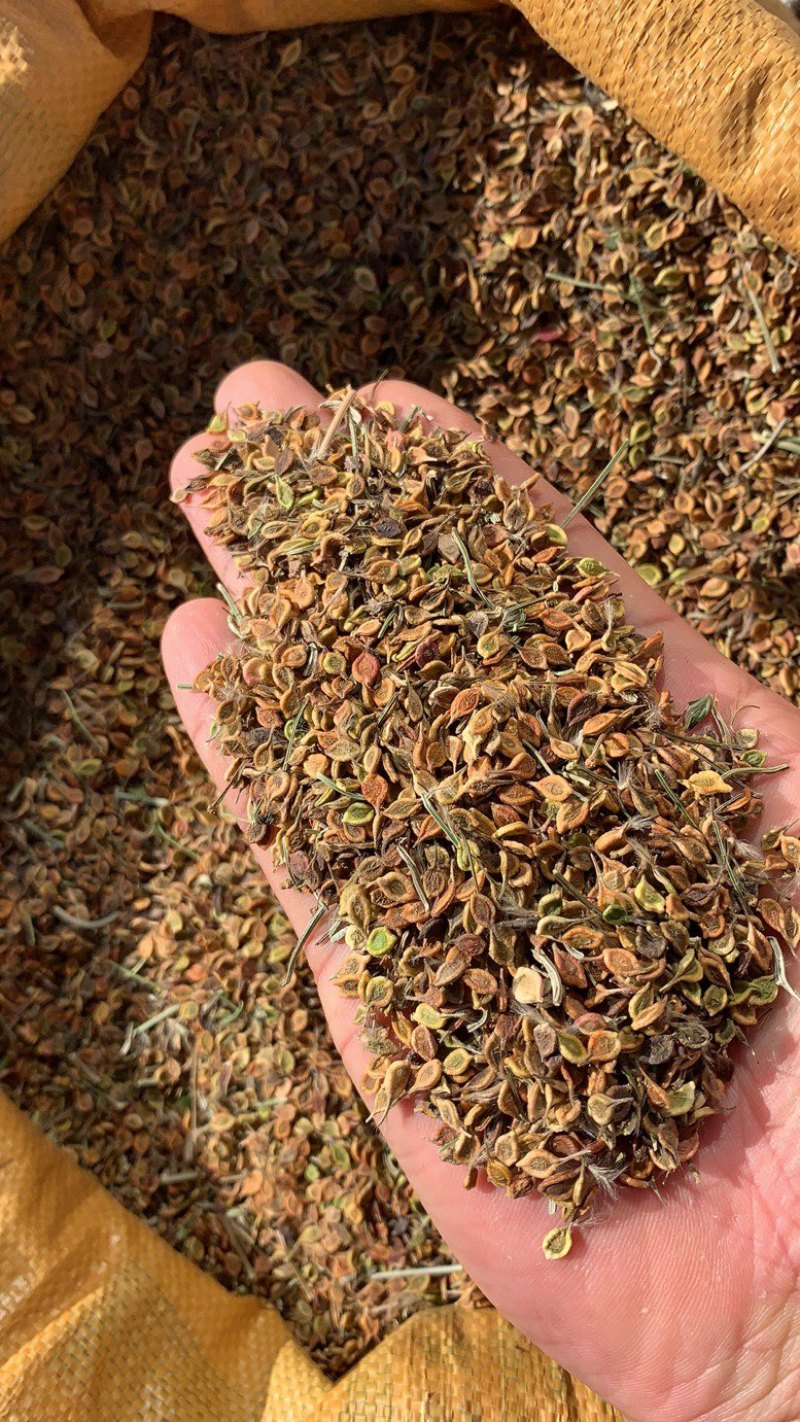 东北辽宁地产威灵仙.保证质量.保证品质.量大价优