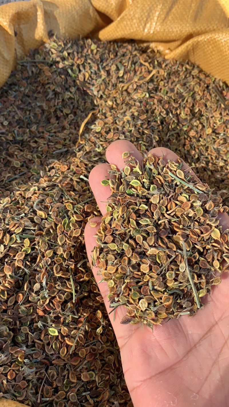 东北辽宁地产威灵仙.保证质量.保证品质.量大价优