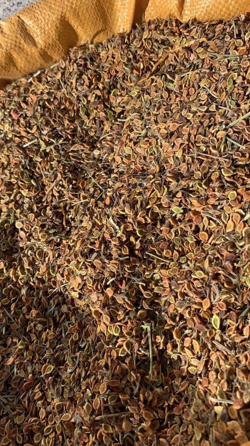 东北辽宁地产威灵仙.保证质量.保证品质.量大价优