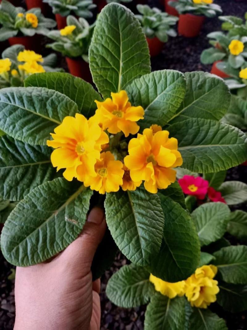 青州报春花（自家苗圃货源，产地山东青州。欢迎致电）
