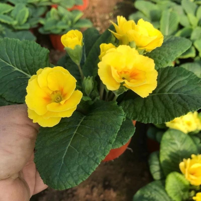 青州报春花（自家苗圃货源，产地山东青州。欢迎致电）