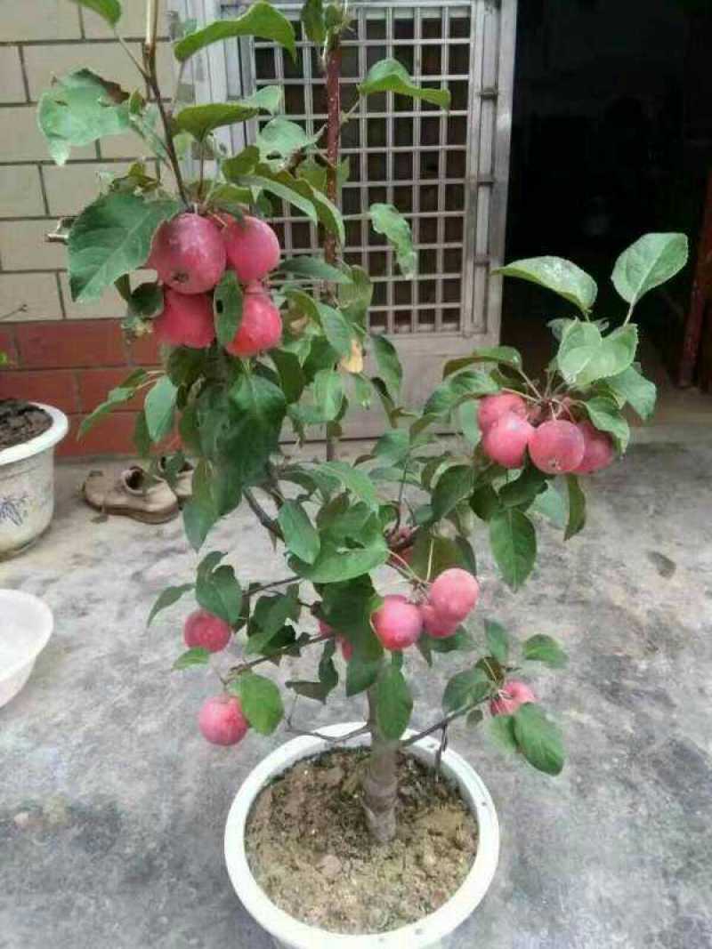 海棠盆景超级漂亮春季观花秋冬季节赏果，果子酸甜可口