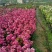 海棠盆景超级漂亮春季观花秋冬季节赏果，果子酸甜可口