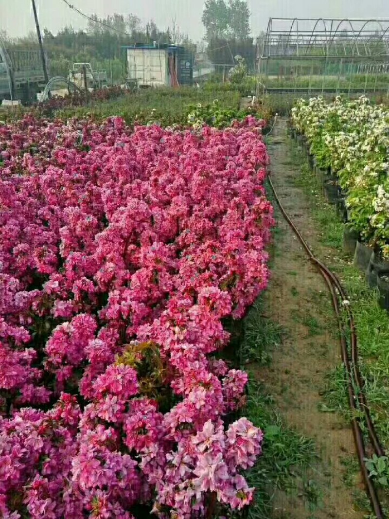 海棠盆景超级漂亮春季观花秋冬季节赏果，果子酸甜可口