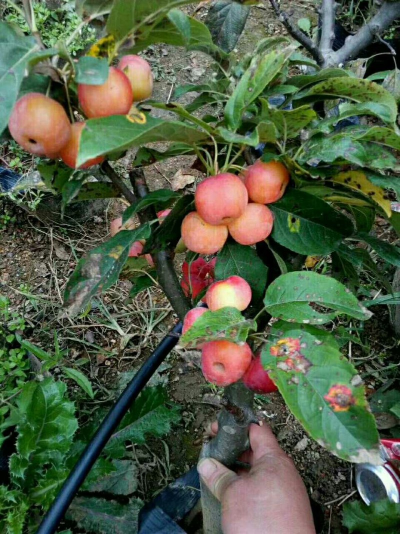 海棠盆景超级漂亮春季观花秋冬季节赏果，果子酸甜可口