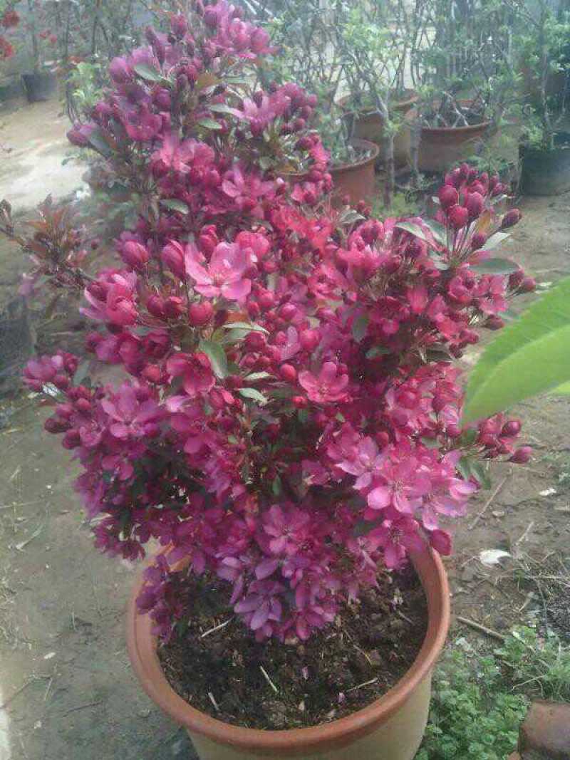 海棠盆景超级漂亮春季观花秋冬季节赏果，果子酸甜可口