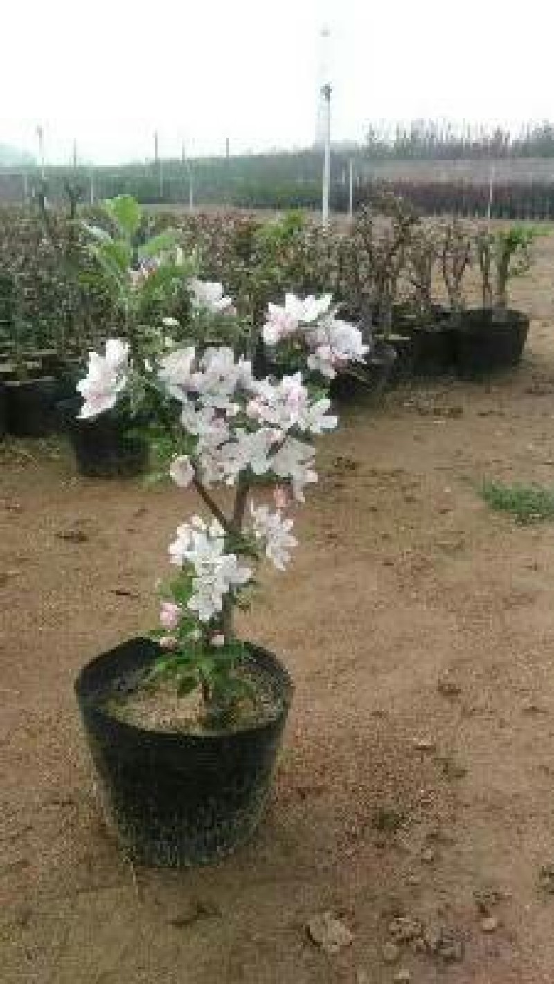 海棠盆景超级漂亮春季观花秋冬季节赏果，果子酸甜可口