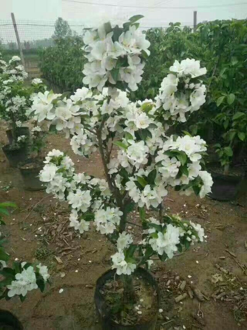 海棠盆景超级漂亮春季观花秋冬季节赏果，果子酸甜可口