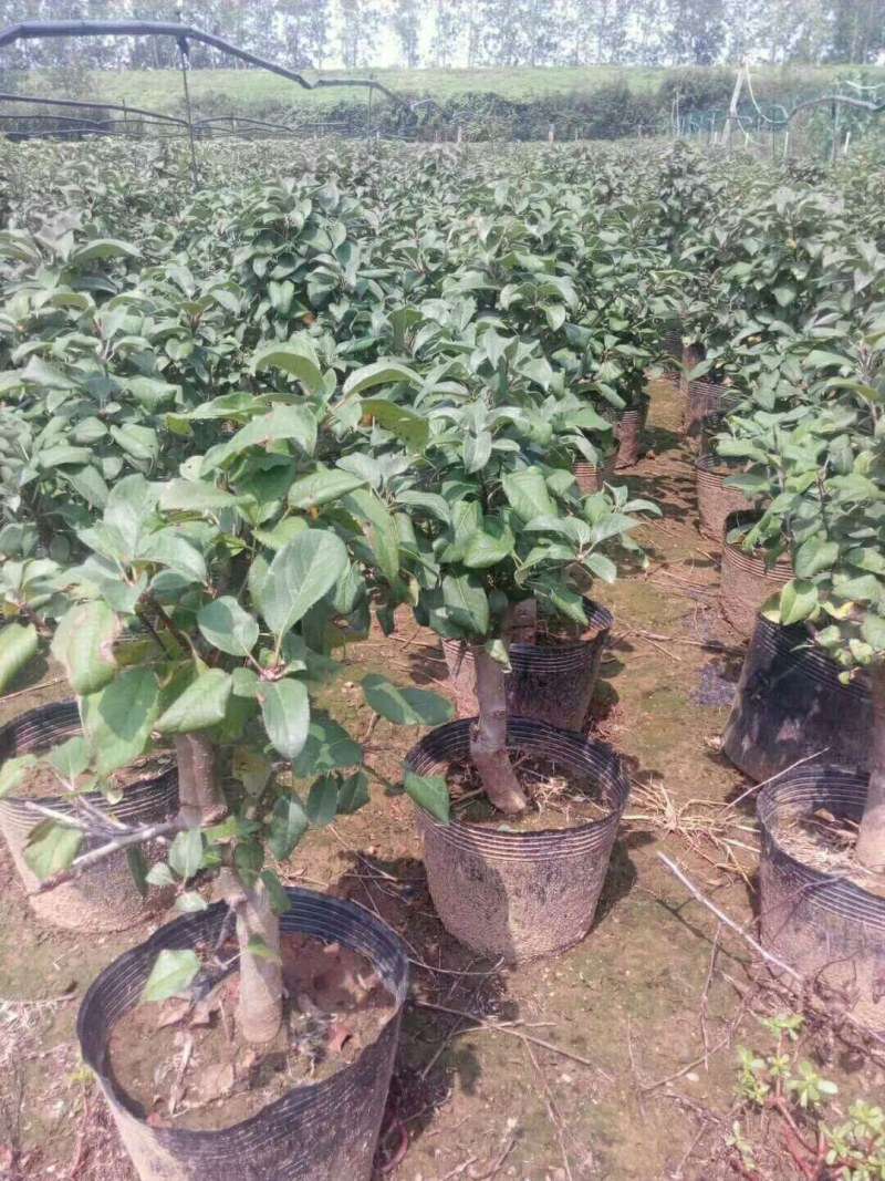 海棠盆景超级漂亮春季观花秋冬季节赏果，果子酸甜可口