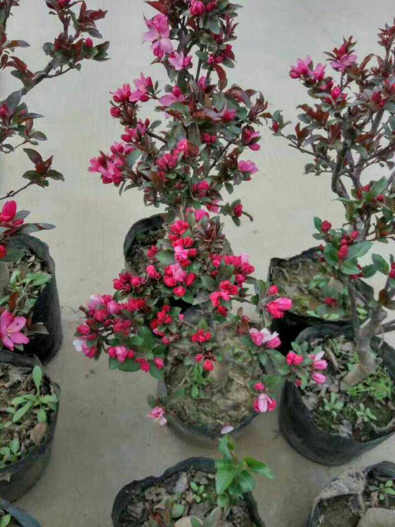 海棠盆景超级漂亮春季观花秋冬季节赏果，果子酸甜可口
