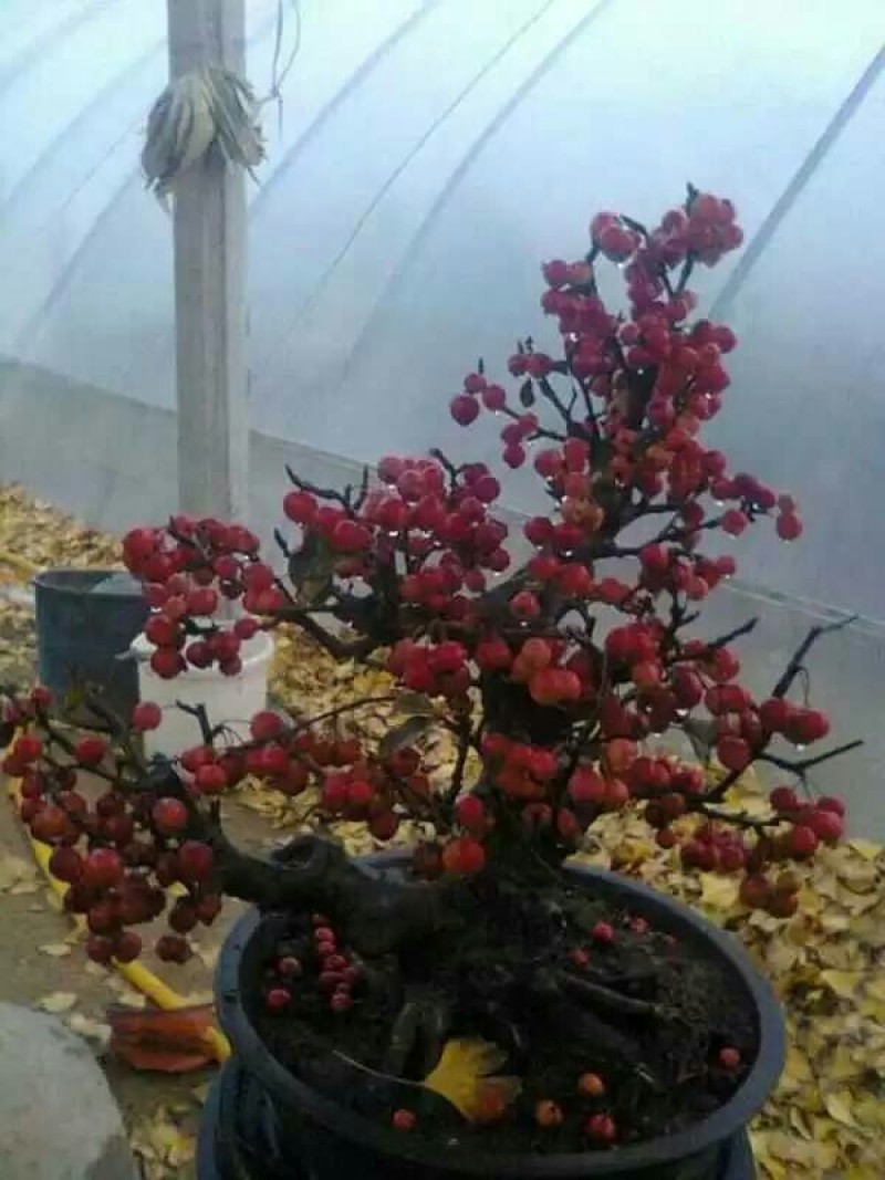 海棠盆景超级漂亮春季观花秋冬季节赏果，果子酸甜可口