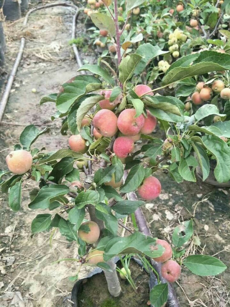 海棠盆景超级漂亮春季观花秋冬季节赏果，果子酸甜可口