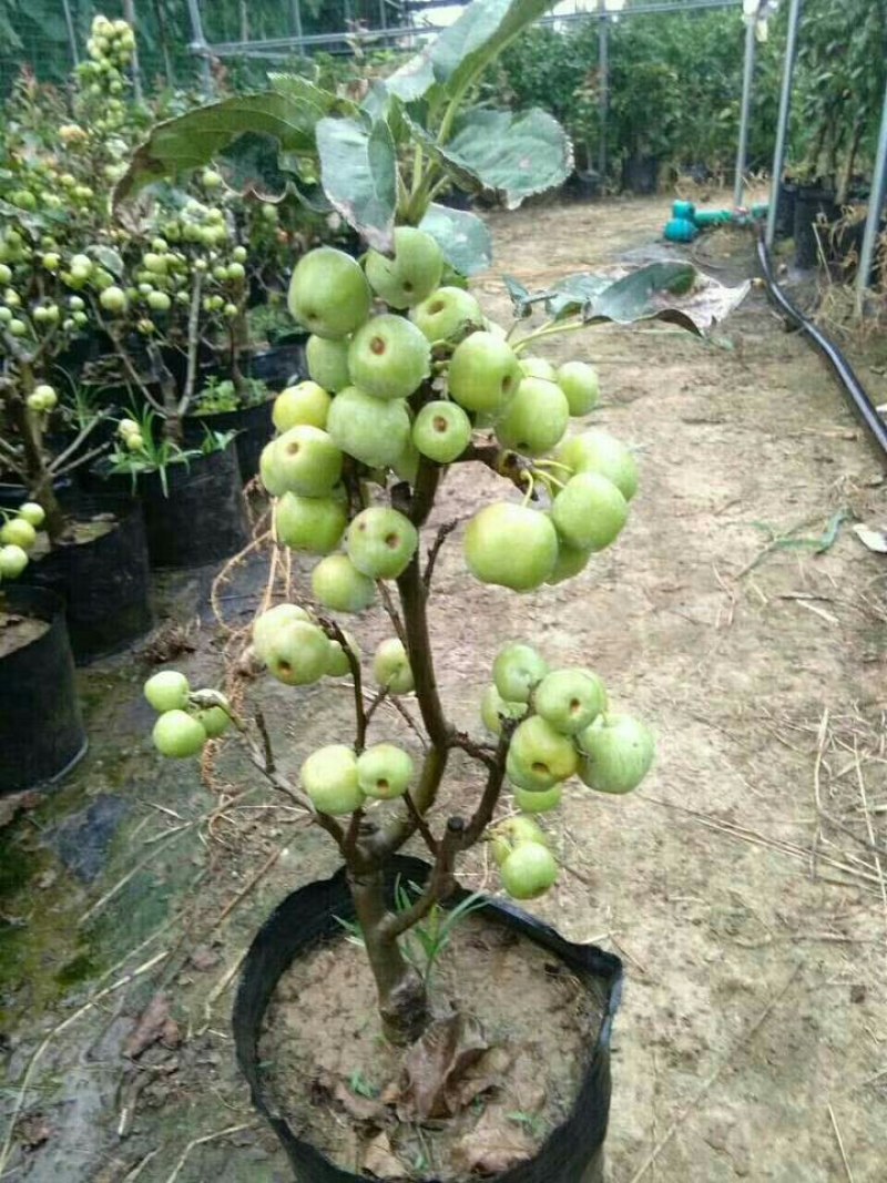 海棠盆景超级漂亮春季观花秋冬季节赏果，果子酸甜可口