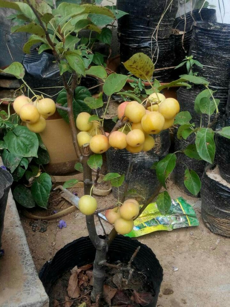 海棠盆景超级漂亮春季观花秋冬季节赏果，果子酸甜可口
