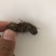 中药材弓腰老需要老板来看看