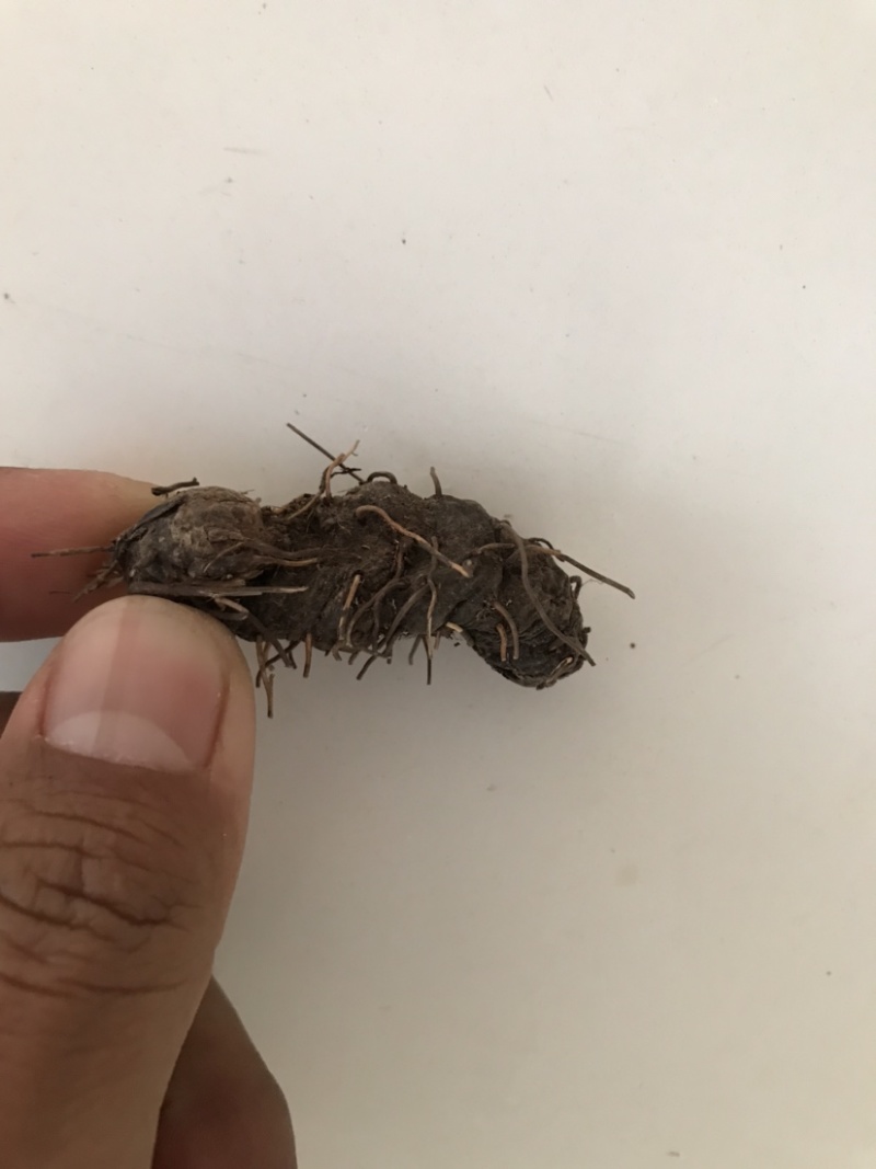 中药材弓腰老需要老板来看看