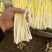 朱先生短韭黄短韭芽长度18～25cm长期供应！