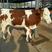 纯种西门塔尔牛犊大型养殖技术免费送货上门品种纯正