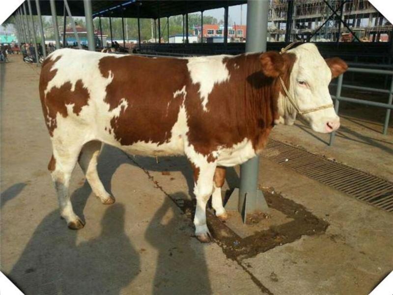 纯种西门塔尔牛犊大型养殖技术免费送货上门品种纯正