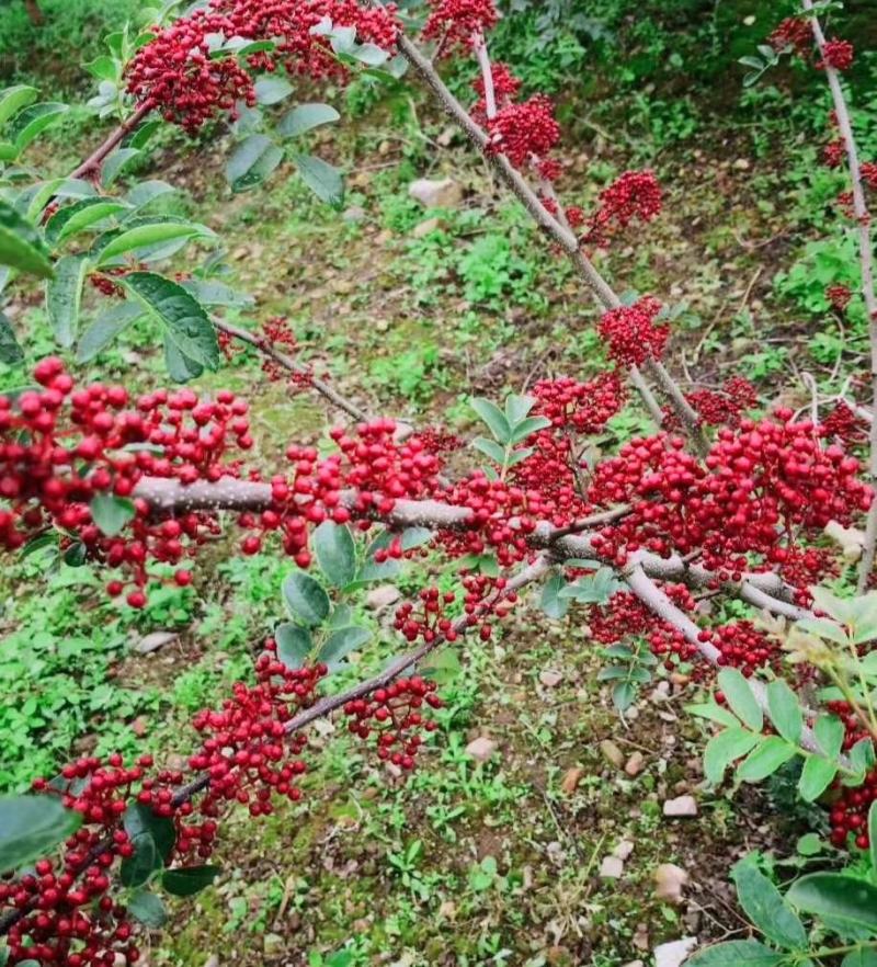 无刺贡椒树苗、嫁接无刺花椒树苗、永青、藤椒、九叶青