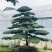 五针松盆景,五针松地景,五针松造型,造型五针松