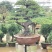五针松盆景,五针松地景,五针松造型,造型五针松