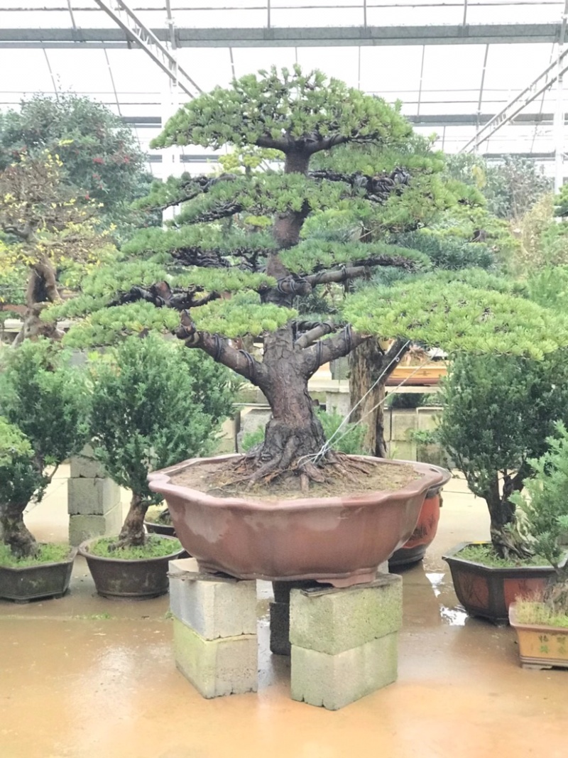 五针松盆景，五针松地景，五针松造型，造型五针松
