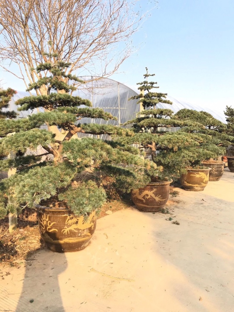 五针松盆景，五针松地景，五针松造型，造型五针松