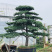 五针松盆景,五针松地景,五针松造型,造型五针松