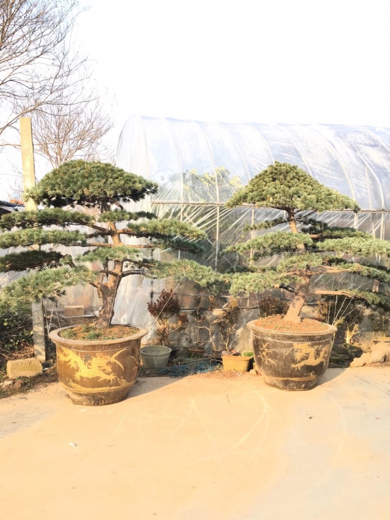 五针松盆景，五针松地景，五针松造型，造型五针松