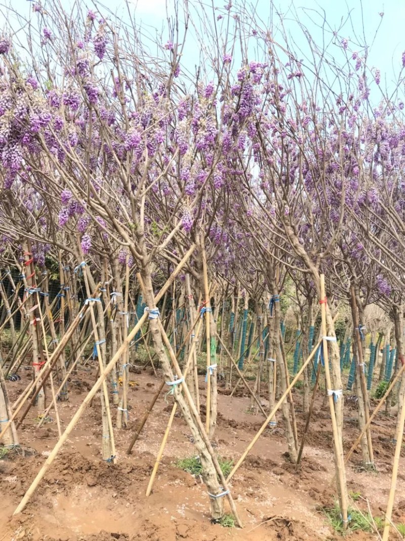 紫藤，凌霄，美国凌霄，紫藤基地，紫罗兰紫藤