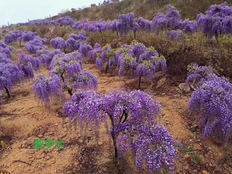 紫藤，凌霄，美国凌霄，紫藤基地，紫罗兰紫藤