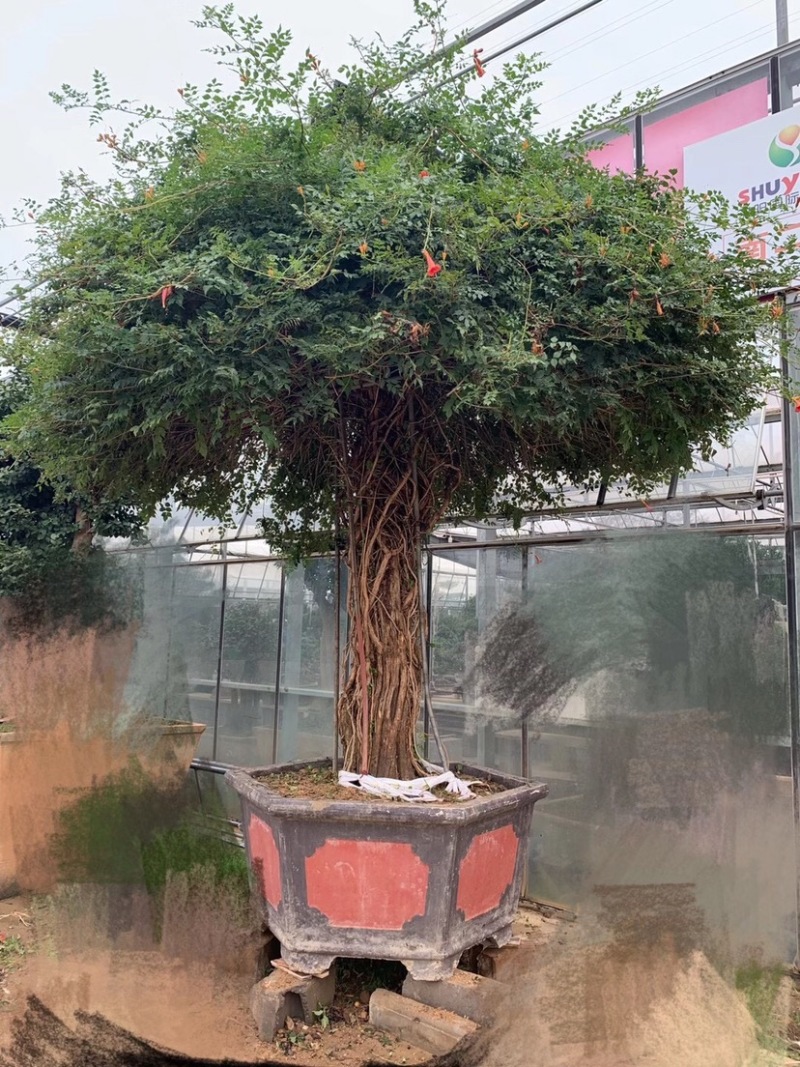 紫藤，凌霄，美国凌霄，紫藤基地，紫罗兰紫藤