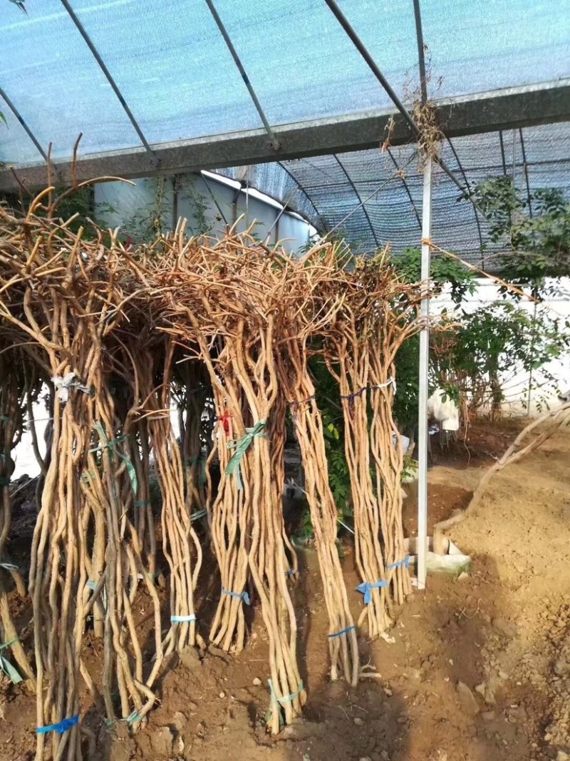 紫藤，凌霄，美国凌霄，紫藤基地，紫罗兰紫藤