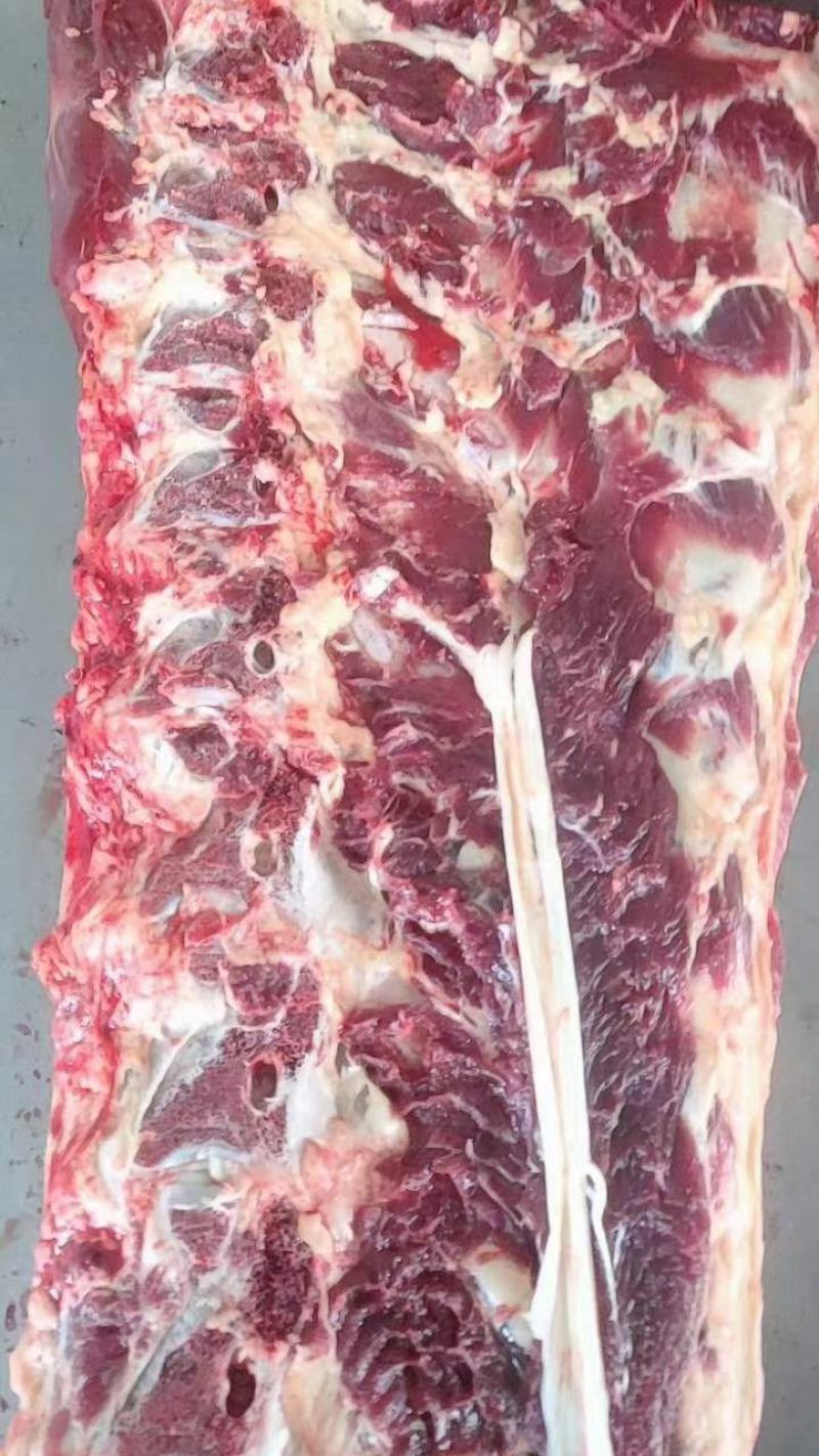 肉大牛骨头，骨髓满满《厂家直销》