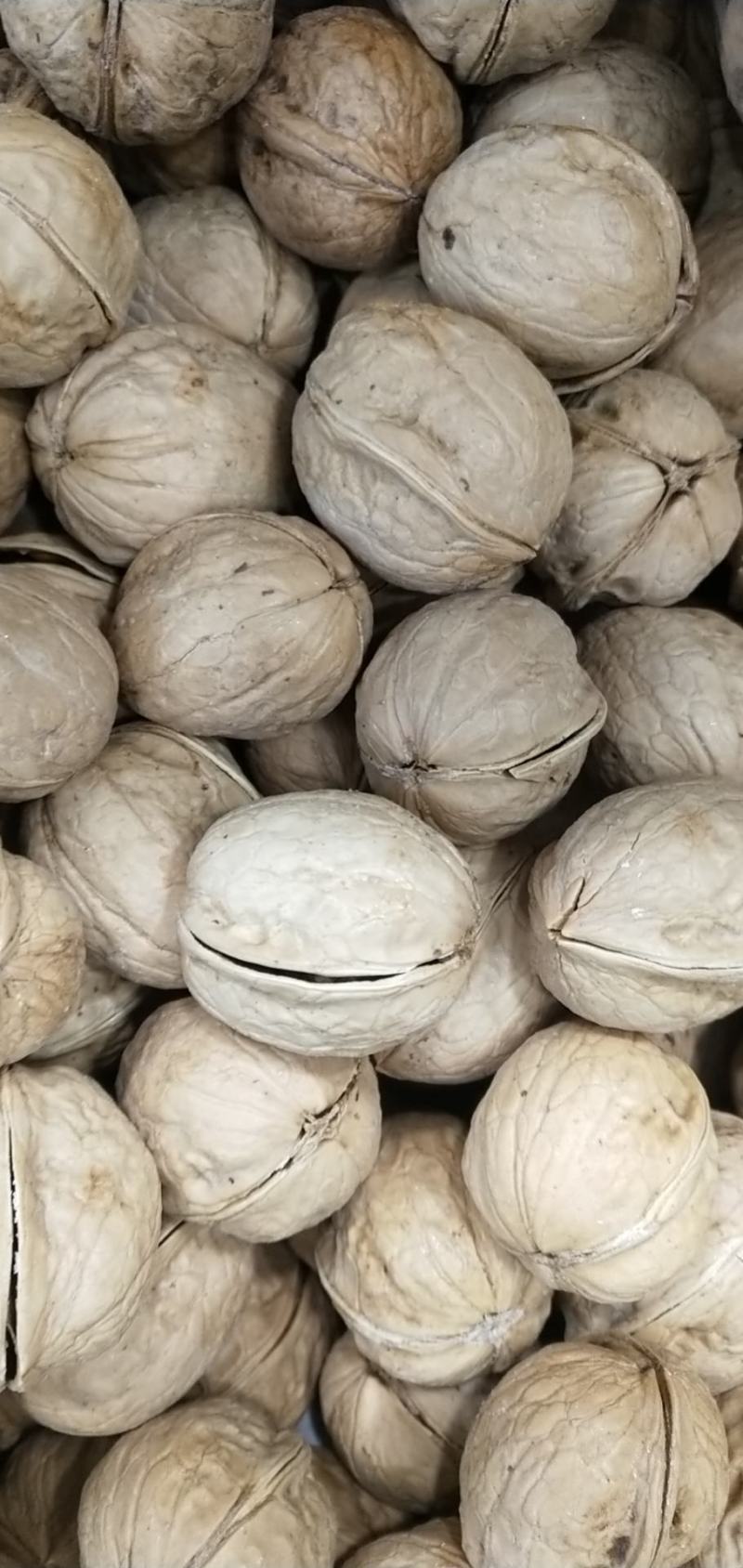 新疆185纸皮核桃炒熟奶油味、五香味，各种味任你选择