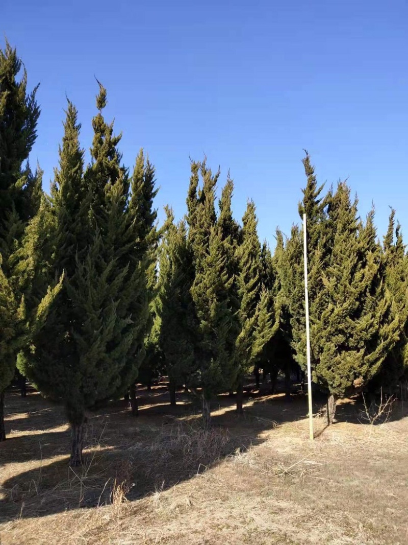 大龙柏，龙柏树，5米龙柏，6米龙柏，4米龙柏