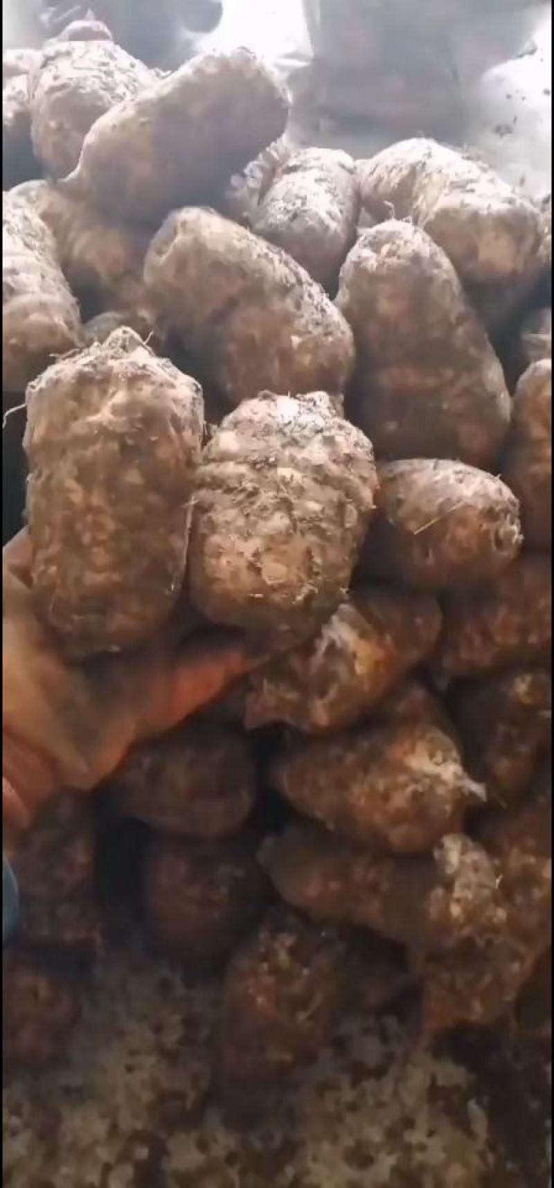 云南昭通小草坝乌天麻假一赔十不正宗包退