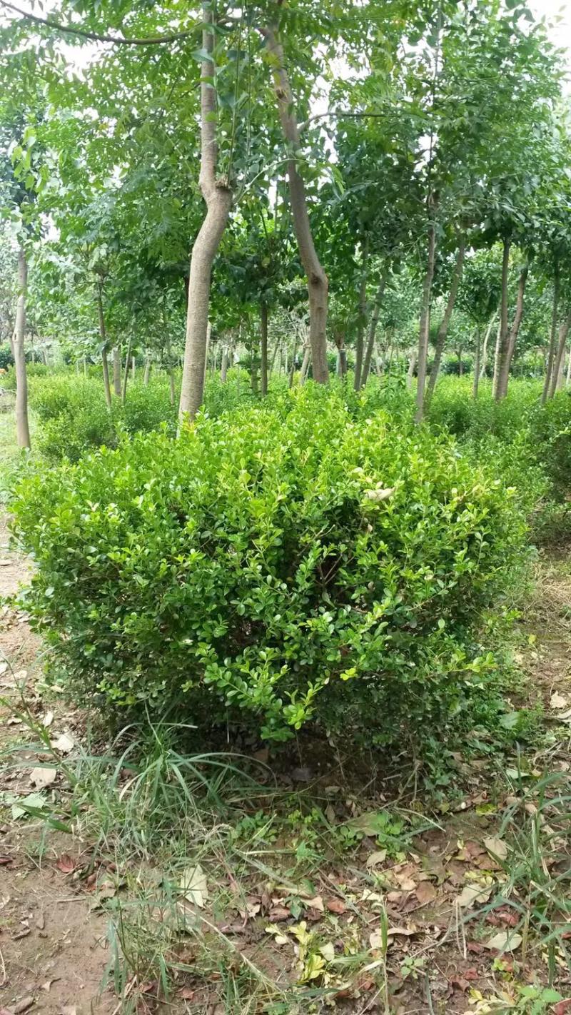 小叶黄杨球，瓜子黄杨球，1.5米小叶黄杨球，黄杨球基地