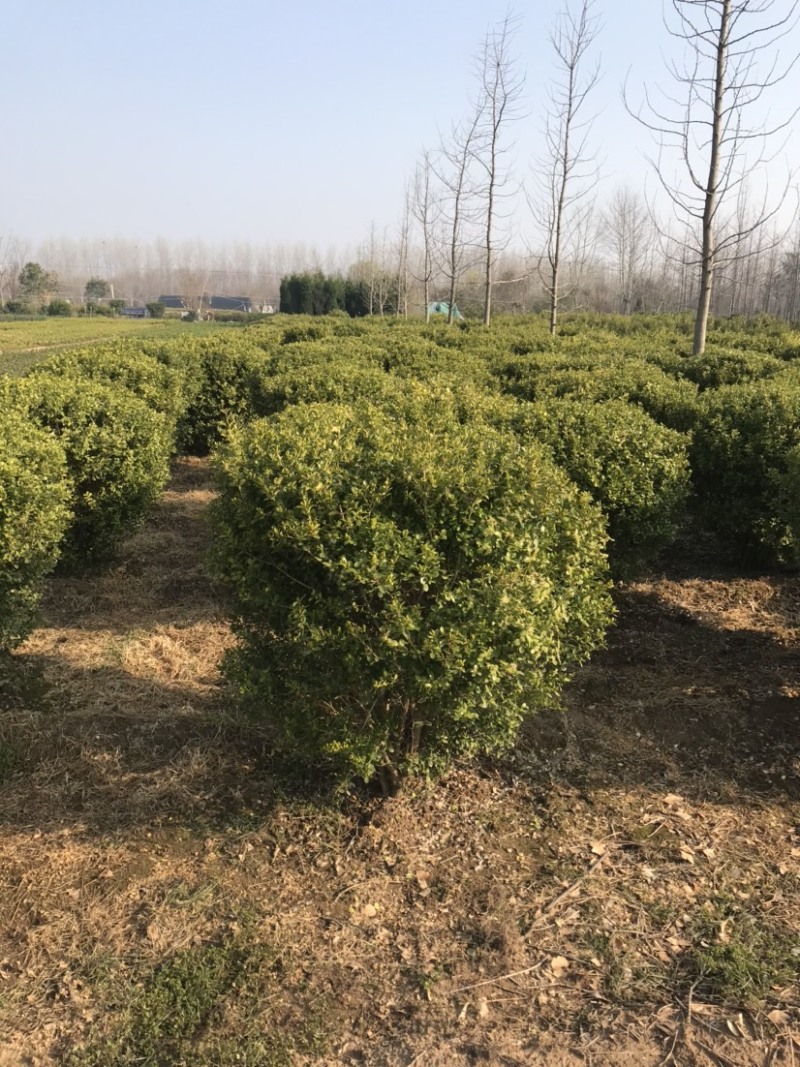 小叶黄杨球，瓜子黄杨球，1.5米小叶黄杨球，黄杨球基地