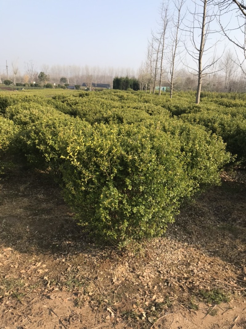 小叶黄杨球，瓜子黄杨球，1.5米小叶黄杨球，黄杨球基地