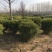 小叶黄杨球，瓜子黄杨球，1.5米小叶黄杨球，黄杨球基地