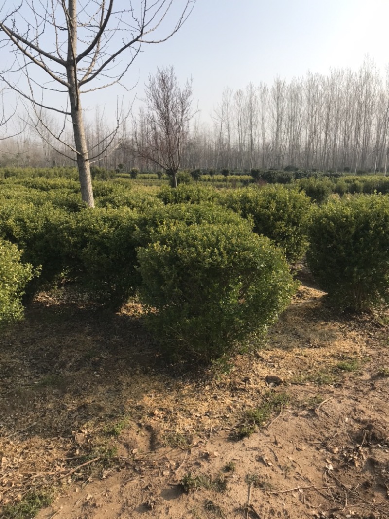 小叶黄杨球，瓜子黄杨球，1.5米小叶黄杨球，黄杨球基地
