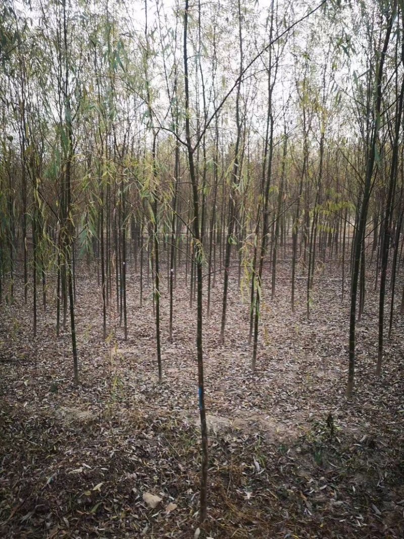 垂柳小苗，垂柳，1公分垂柳小苗，2公分垂柳小苗