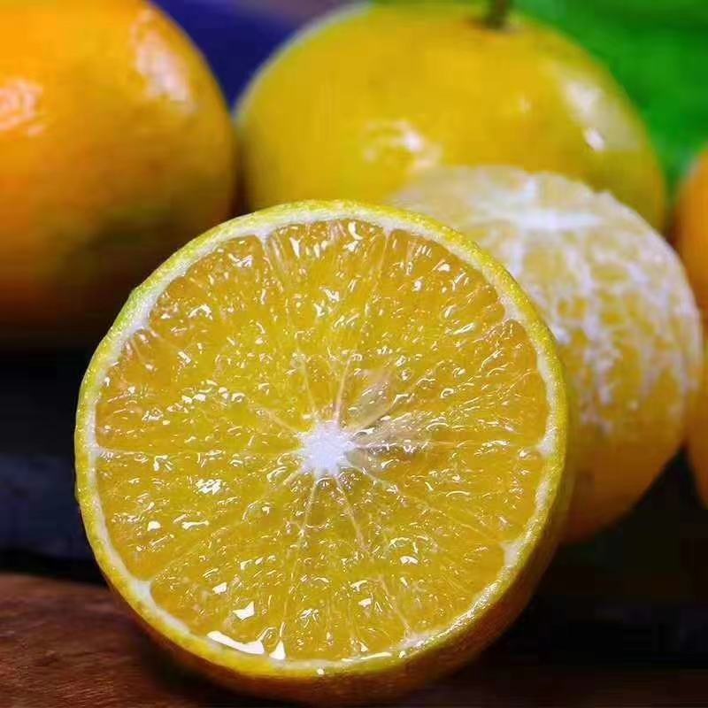 嫁接皇帝柑苗皇帝橘苗砂糖橘苗品种纯正