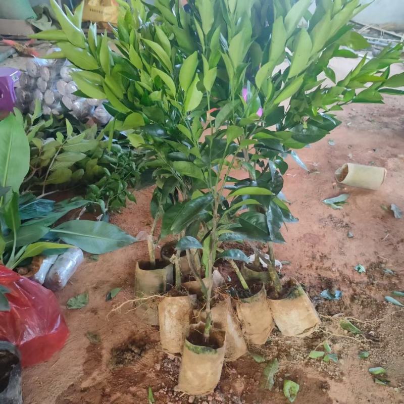 嫁接皇帝柑苗皇帝橘苗砂糖橘苗品种纯正