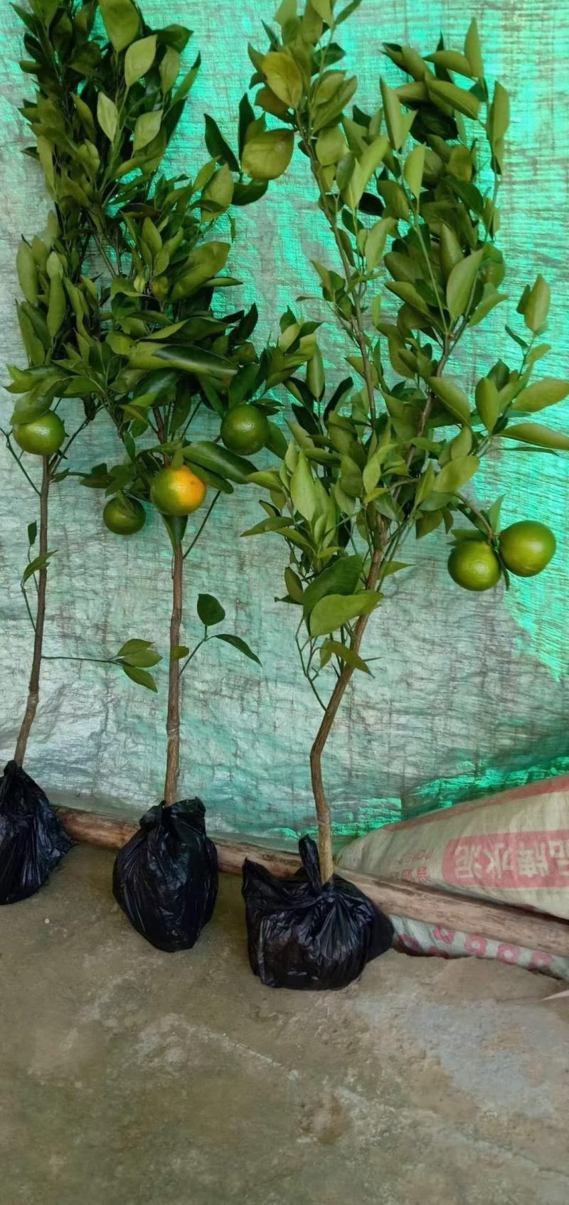 嫁接皇帝柑苗皇帝橘苗砂糖橘苗品种纯正