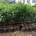 嫁接皇帝柑苗皇帝橘苗砂糖橘苗品种纯正