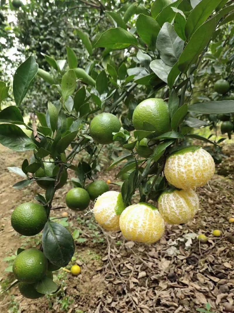 嫁接皇帝柑苗皇帝橘苗砂糖橘苗品种纯正
